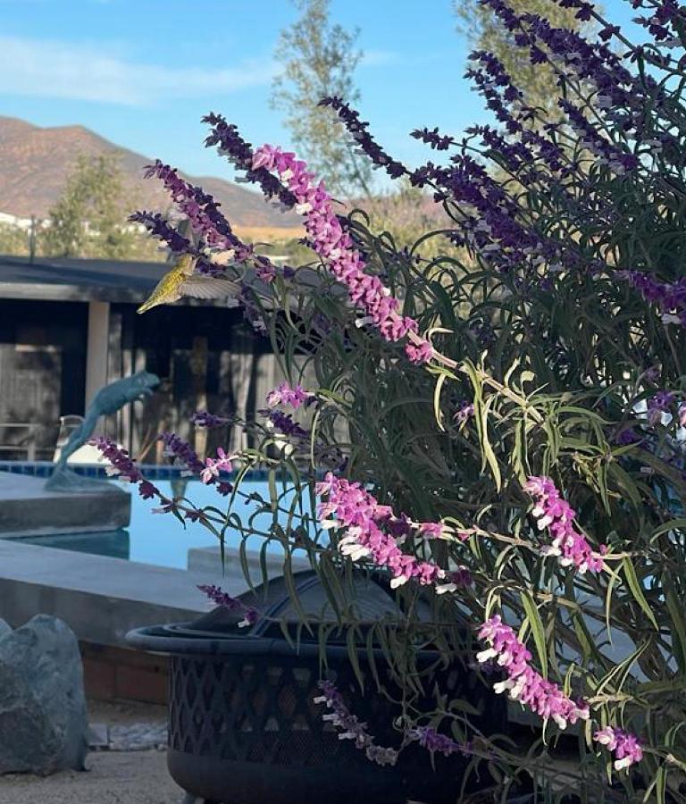 Finca Cazosa Valle de Guadalupe Eksteriør bilde